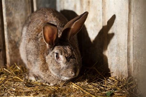 Can Rabbits Swim ? And how to keep them cool in summer - LittleFurryPets