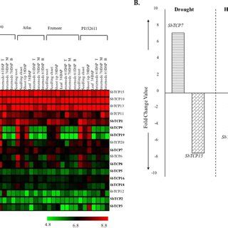 Comparative Expression Analysis Of Tcp Genes In Rice Brachypodium And