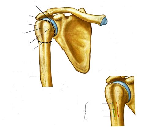 Kin L Lab Bony Landmarks Of Humerus Diagram Quizlet