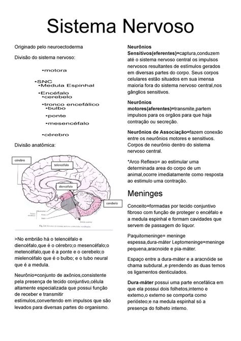 Sistema Nervoso Anatomia Resumo Sistema Nervoso Originado Pelo