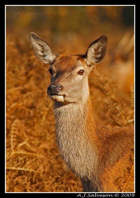 Red Deer Hind Portrait Ii By Andy J S On Deviantart