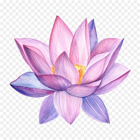 Flor De Loto En Acuarela Lotus Flower Art Lotus Flower Drawing