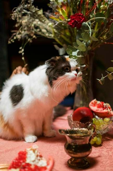 Top 5 Best Cat Food For Senior Cats 2024 Pixelfy Blog