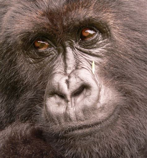 Gorilla Family Tree - Dian Fossey Gorilla Fund