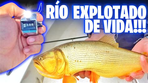 JAMÁS VI ALGO ASÍ Pesca de DORADOS en bait y PATÍ al garete YouTube