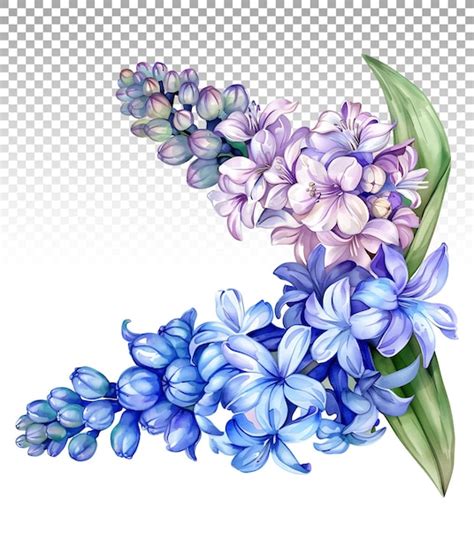 Premium PSD Subdued Hyacinth Watercolor Illustration