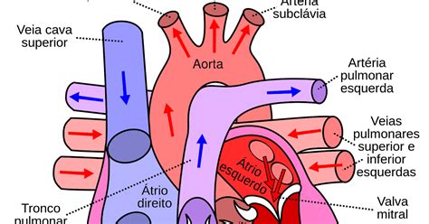 O Sistema Cardiovascular E Todas As Suas Estruturas Como Arterias