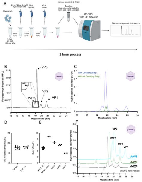 Western Blotting Efficient Electrophoresis Gel Preparation 60 Off