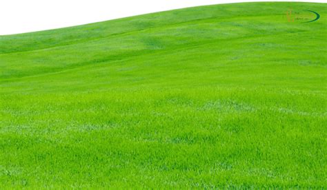 Weed in Bermuda Grass: Tackling the Unwanted Intruders – The Turfgrass Group Inc