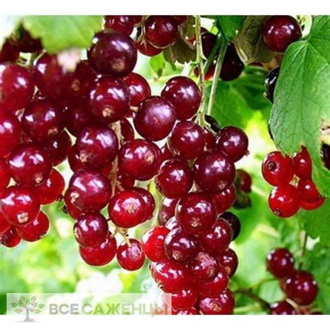 Цена на Смородина красная Виксне - купить саженцы
