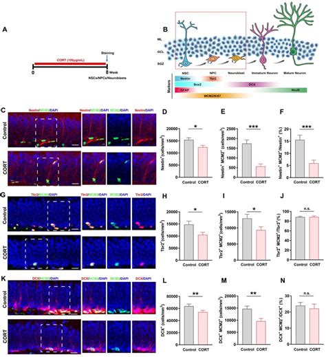 Chronic CORT Treatment Depletes Neural Stem Cells NSCs Neural