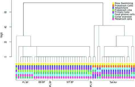 Dendrogram Of Hierarchical Cluster Analysis Using Optimal Matching