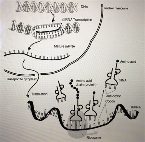 Protein Synthesis Transcription Flashcards Quizlet