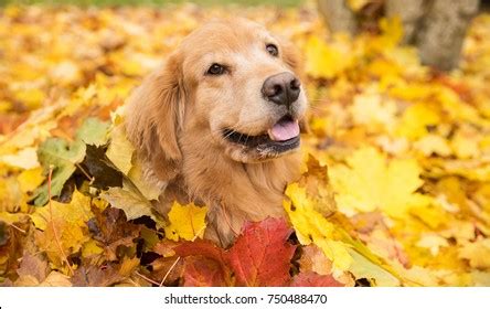 Golden Retriever Dog Pile Yellow Fall Stock Photo 750488470 | Shutterstock