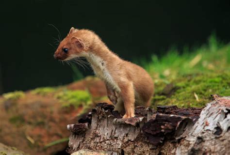 6000 Pictures Of Weasels Stock Photos Pictures And Royalty Free Images