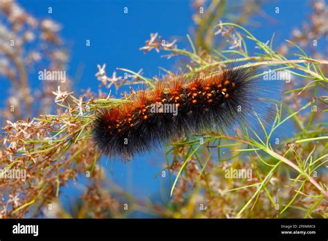 A saltmarsh caterpillar, Estigmene acrea, feeding on salt marsh grasses ...