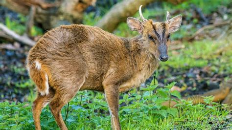 Majestic Muntjac Deer: A Fascinating Study