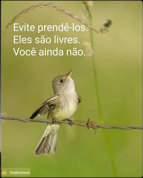 Pin De Deolinda Pereira Em Frases Em Frases Sobre Verdade