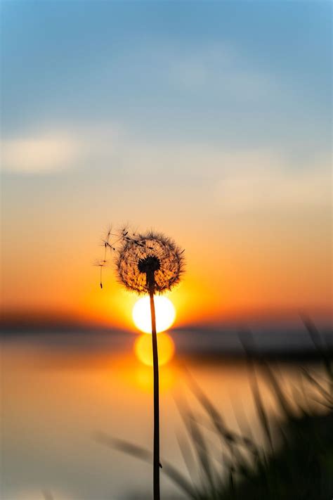 Dandelion Sunset Flower Wallpaper