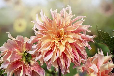 65 Dahlia Varieties to Add Stunning Color to Your Garden