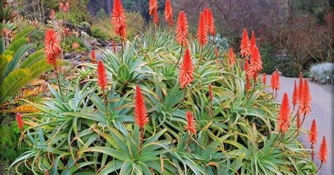 How To Grow Aloe Arborescens