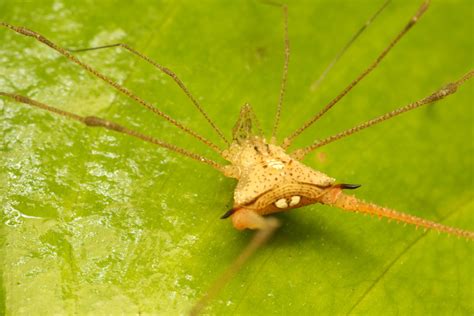 Gonyleptid Harvestmen From Miracatu Sp Brasil On November