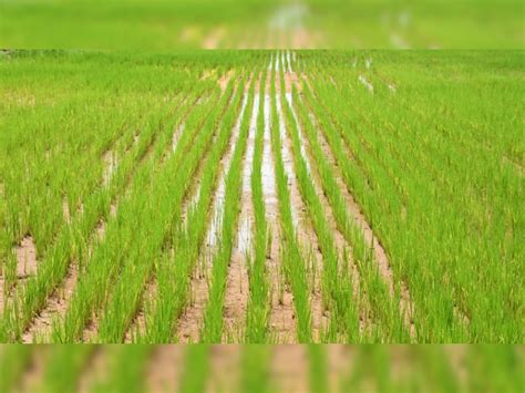 Agriculture Cultivation Of Paddy Sowing Seed Drill And Chheta Vidhi