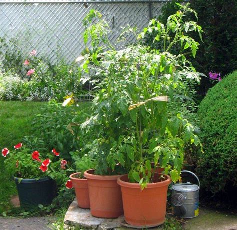 20 Tomato Container Gardening Ideas Worth To Check SharonSable