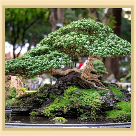 Miniature Landscape With A Bonsai Tree In 2022 Bonsai Care