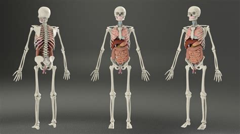 Building A 3d Human Phase 4 Internal Organs Digestive Respiratory