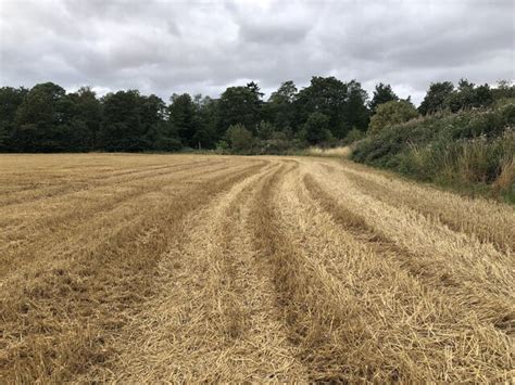 Barley Stubble Winton Richard Webb Cc By Sa 2 0 Geograph Britain