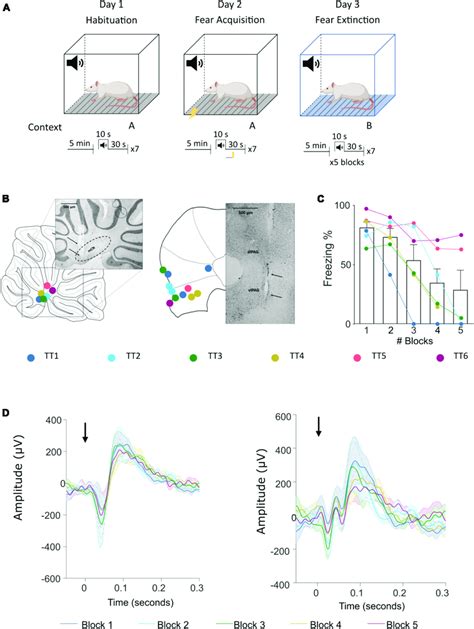 Fear Conditioning Protocol And Erp Recording Sites In The Cerebellum