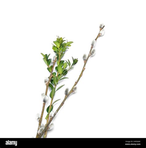 Pussy Willow Twigs Isolated On White Background Stock Photo Alamy