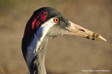 La Grulla Descubre hechos fascinantes e información acerc