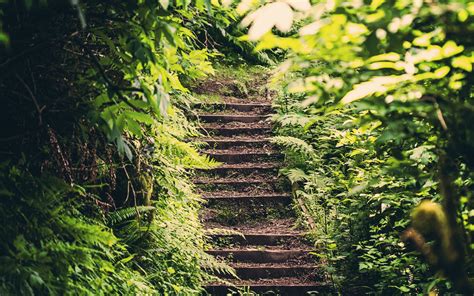 Wallpaper Sunlight Forest Garden Nature Green Stairs Jungle