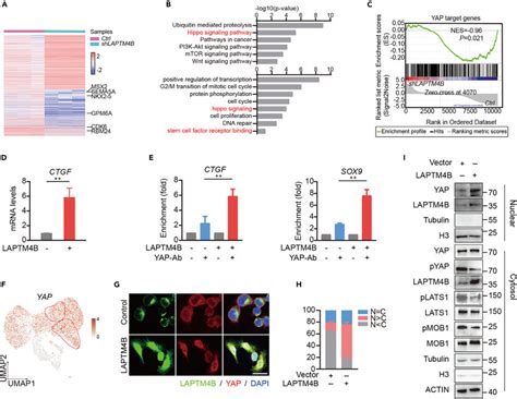 Effect Of Laptm B On The Transcriptional Activity And Nuclear