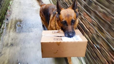 Dog Brings In The Packages Youtube