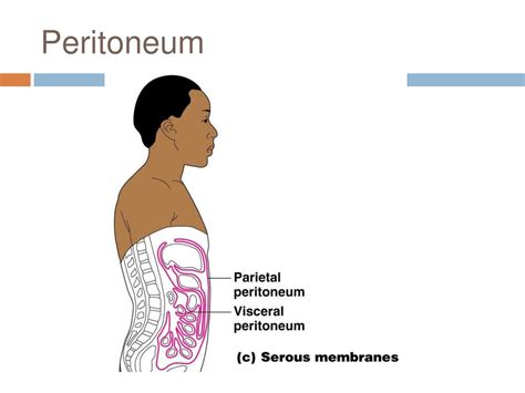 Ppt Classification Of Body Membranes Powerpoint Presentation Free