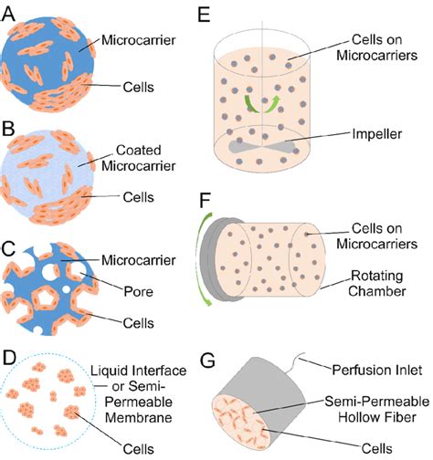 Schematics Showing Culture Of Cells On Microspheres And In Bioreactors Download Scientific