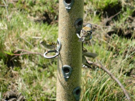 Cors Dyfi Dyfi Osprey Project Powys Chaffinch And Siski Michael