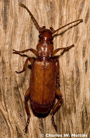 Beetle Helluomorphoides Bugguide Net