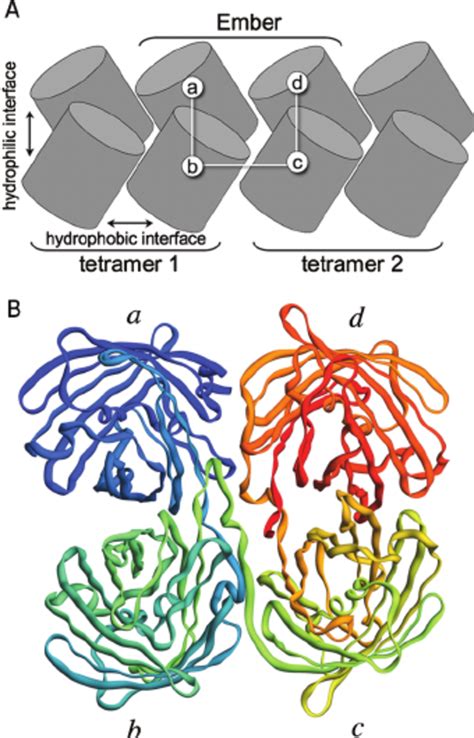 Hypothetical Structure Of Ember Allowing For Typical Tetrameric