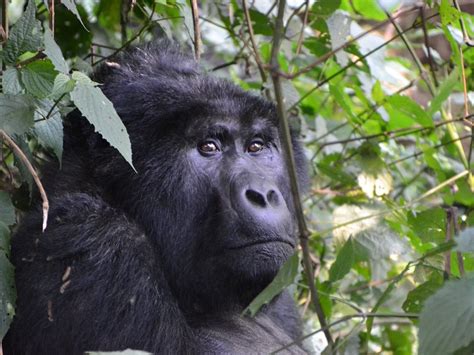 8 Top Things To Do In Bwindi Impenetrable National Park