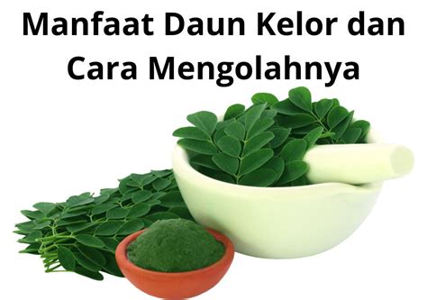 Manfaat Daun Kelor Dan Cara Mengolahnya Teknokra