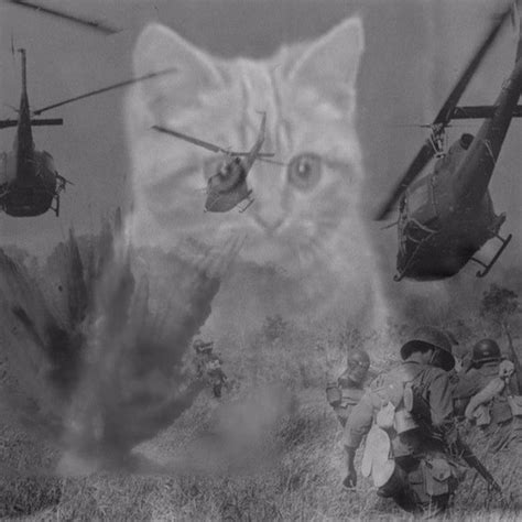 Create Meme Vietnam Flashback Cat Pictures Meme Arsenal