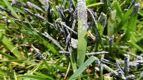 Black Mold On Grass