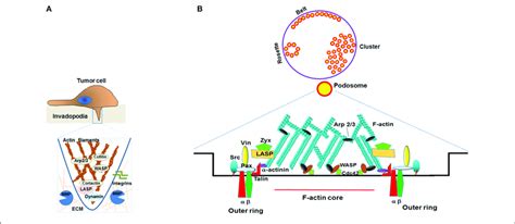 Schematic Representation Of Mmp Secretion From Invadopodia And