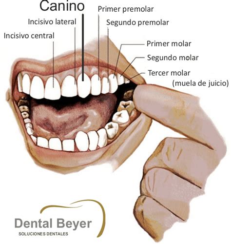 Tu Clínica Dental Dental Beyer