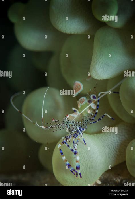 Spotted Cleaner Shrimp Periclimenes Yucatanicus On Front Porch Dive