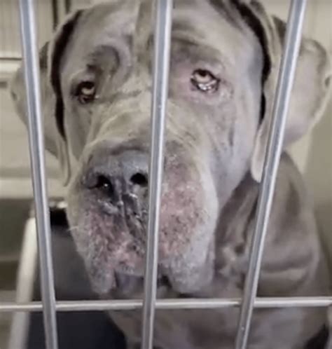 New foster programs will expand the english mastiff rescue reach 11